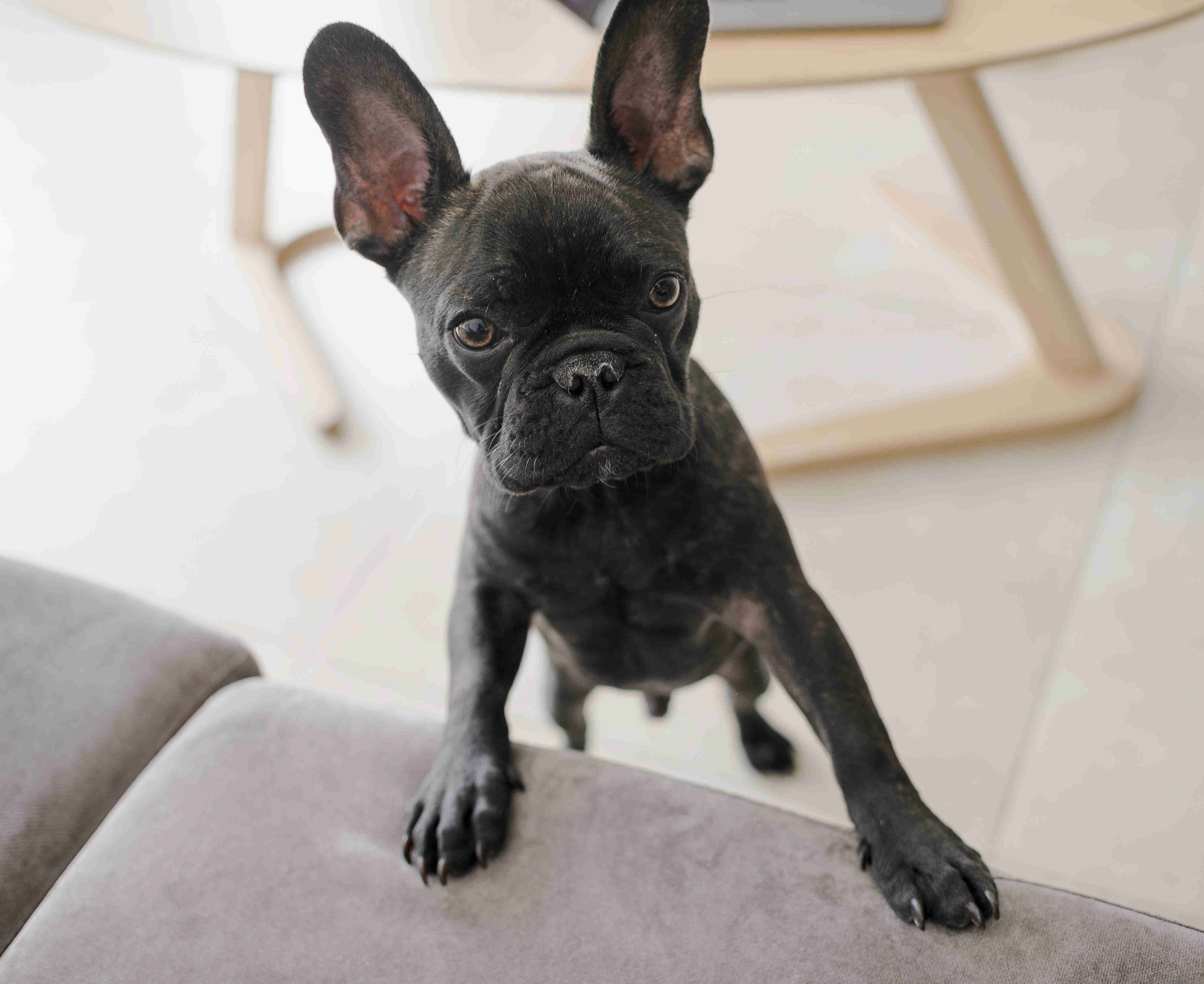 French Bulldog Aggression: Tips to Handle and Prevent Behavioral Issues.